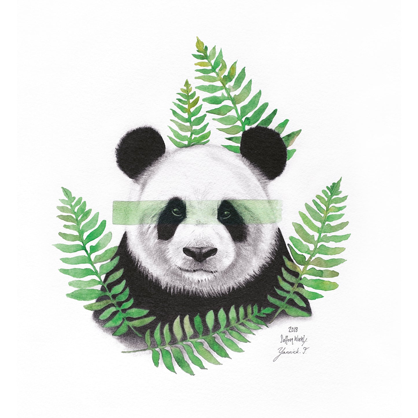 Panda