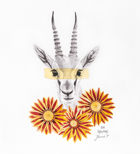 Gazelle