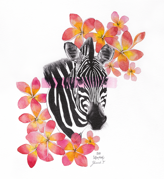Zebra